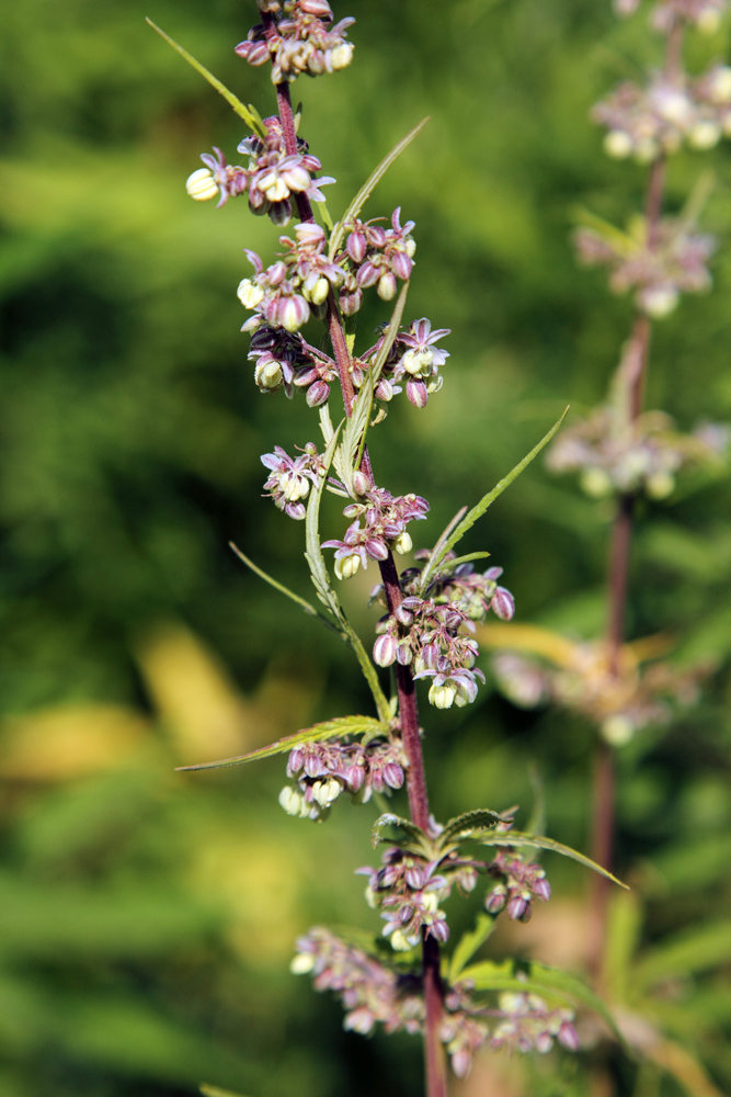 Image of Cannabis sativa var. spontanea specimen.