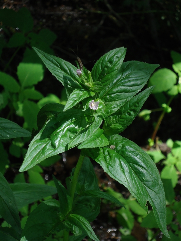 Image of Epilobium glandulosum specimen.