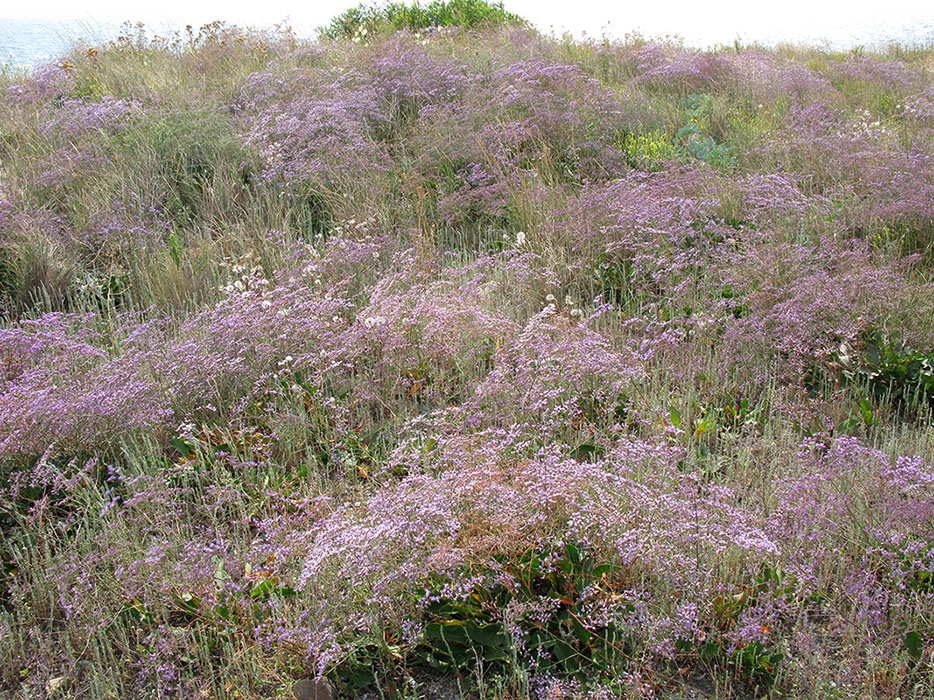 Изображение особи Limonium scoparium.