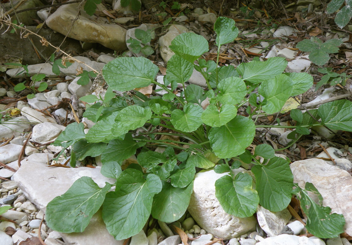 Image of Barbarea arcuata specimen.