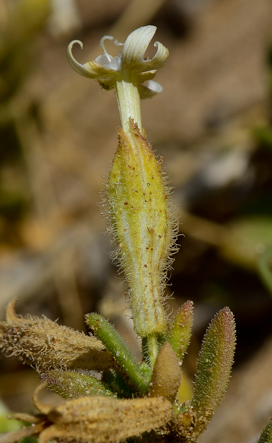 Изображение особи Silene succulenta.