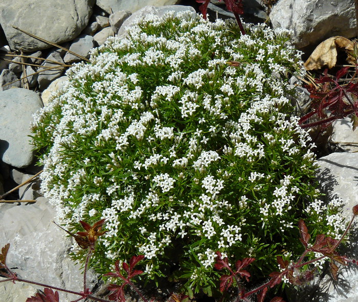 Изображение особи род Asperula.