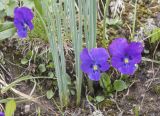 Viola altaica. Цветущие растения (в центре кадра листья Allium karelinii). Казахстан, Заилийский Алатау, перевал Талгар, 3200 м н.у.м. 30.06.2013.