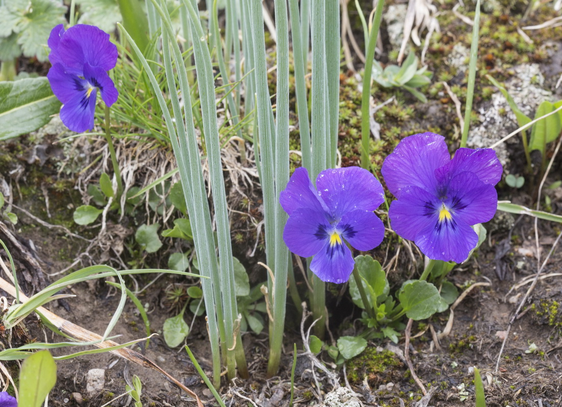 Изображение особи Viola altaica.