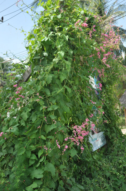 Изображение особи Antigonon leptopus.