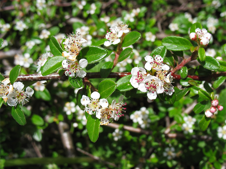 Image of Cotoneaster dammeri specimen.