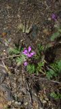 Erodium cicutarium