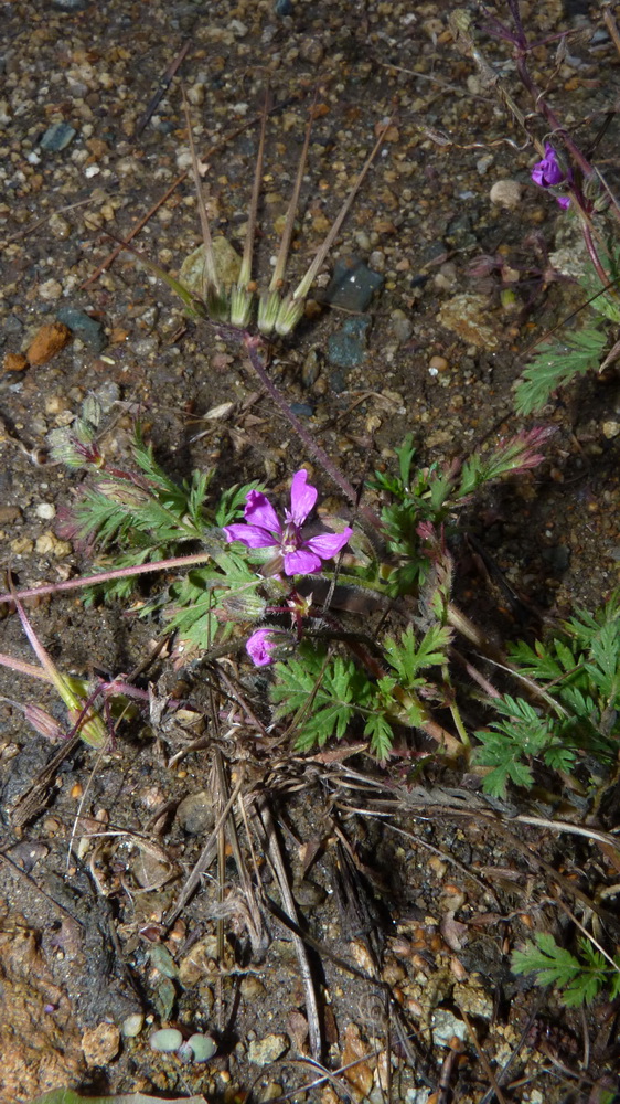 Изображение особи Erodium cicutarium.