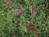 Lathyrus tuberosus
