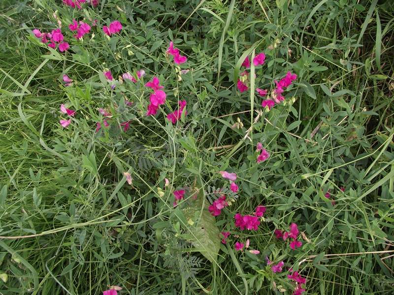 Изображение особи Lathyrus tuberosus.