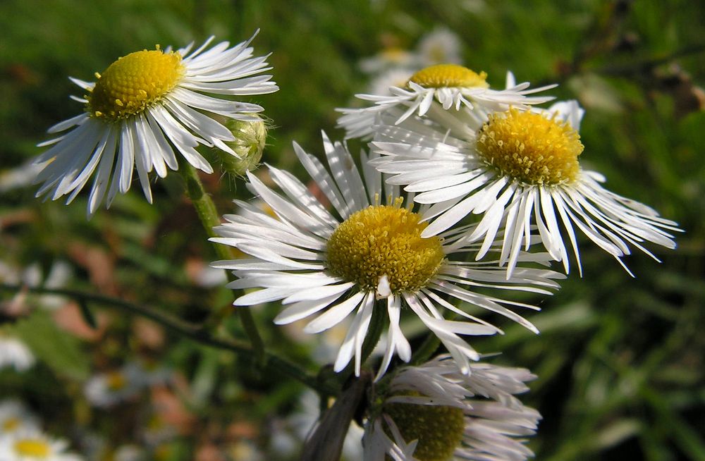 Image of genus Phalacroloma specimen.