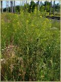 Sisymbrium loeselii