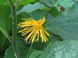 Telekia speciosa