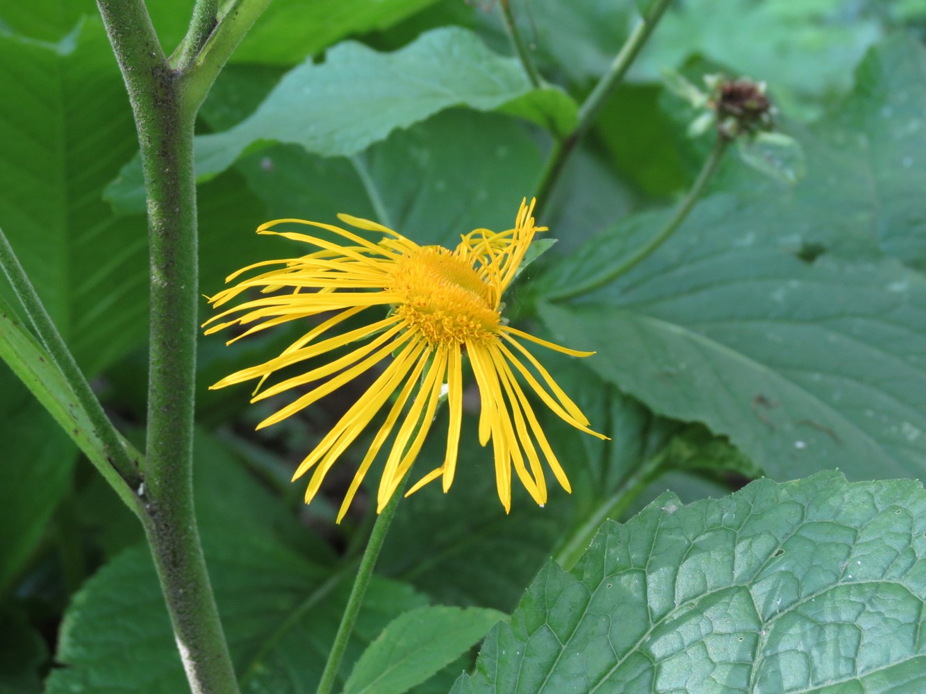 Изображение особи Telekia speciosa.