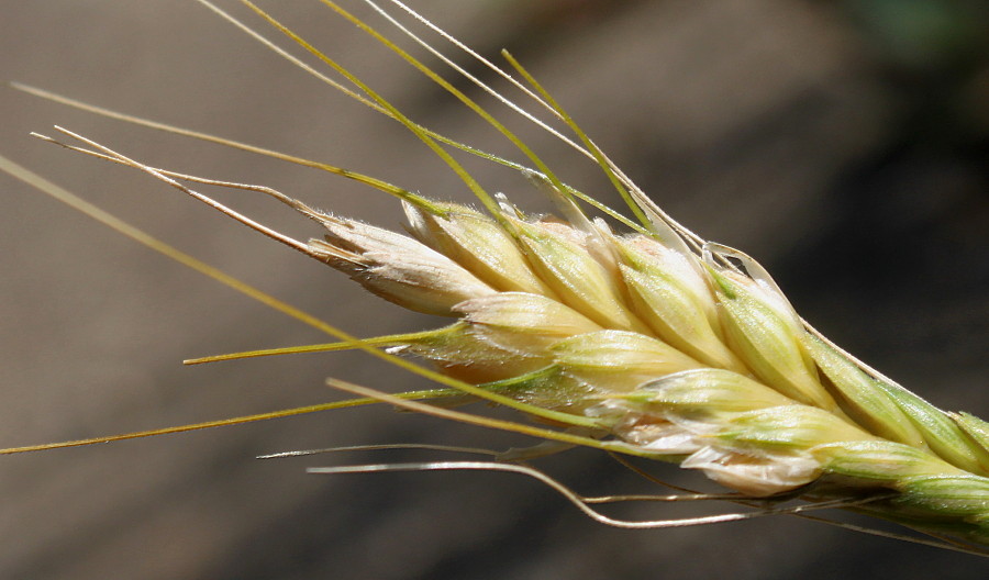 Image of Triticum monococcum specimen.