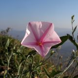 Convolvulus cantabrica