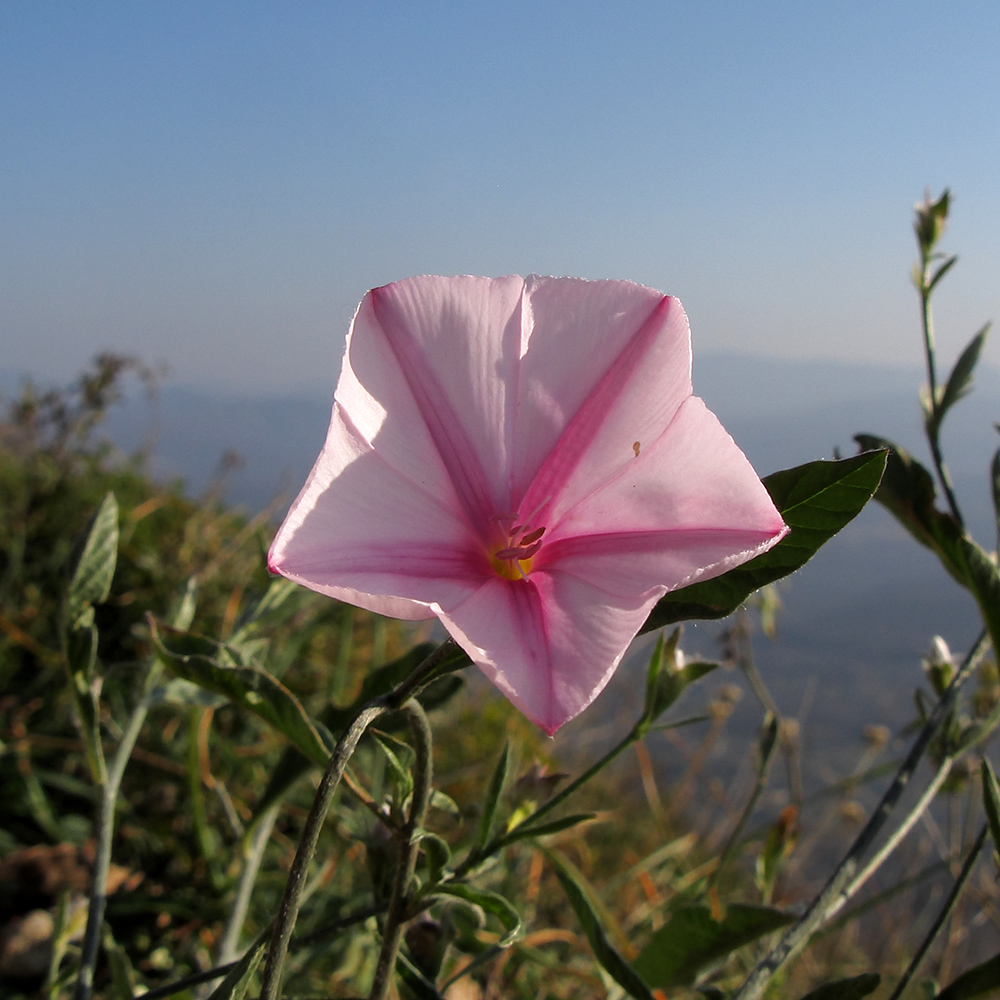 Изображение особи Convolvulus cantabrica.