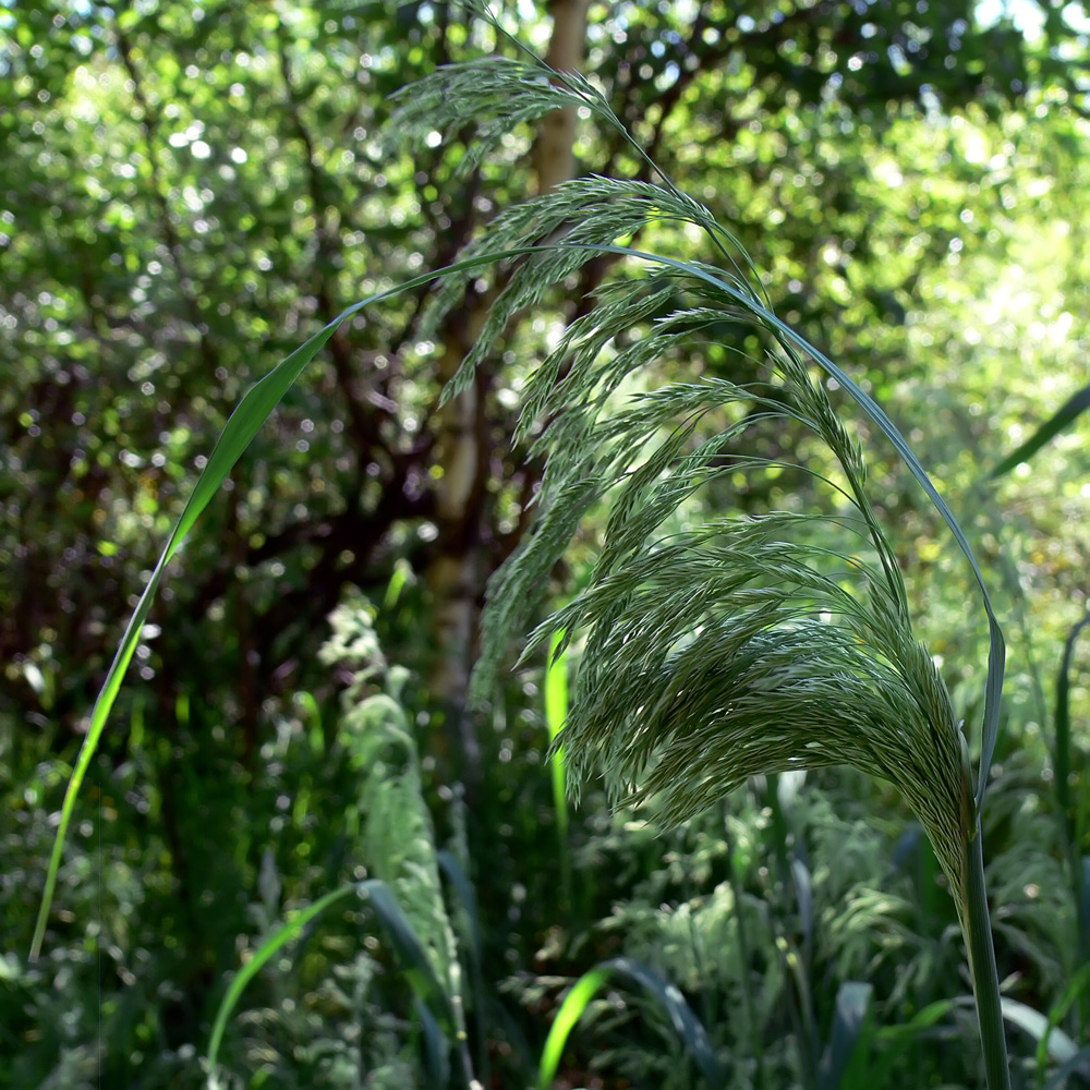 Изображение особи род Calamagrostis.