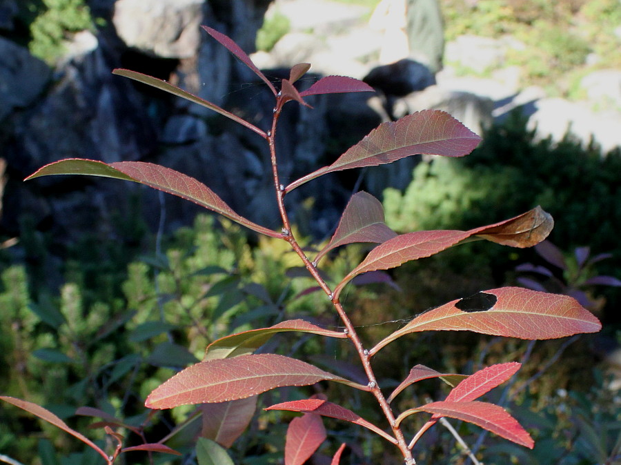 Image of Amygdalus nana specimen.
