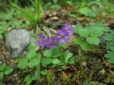 Primula cuneifolia