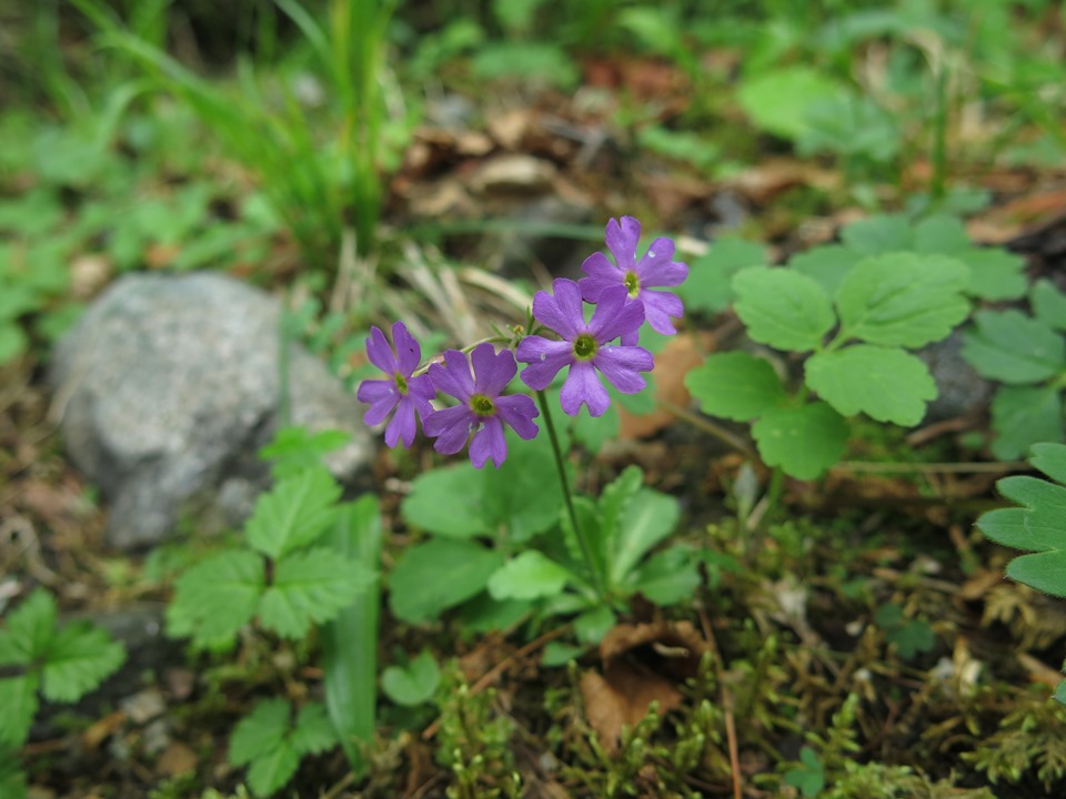 Изображение особи Primula cuneifolia.