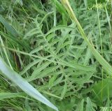 Centaurea scabiosa. Лист. Белгородская обл., Губкинский р-н, запов. \"Белогорье\", \"Ямская степь\". 17 июня 2009 г.