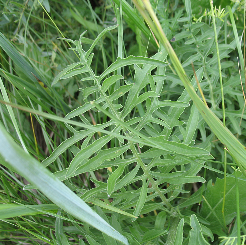 Image of Centaurea scabiosa specimen.