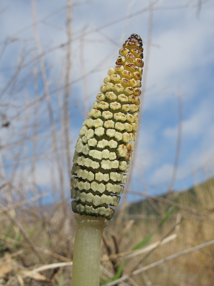 Изображение особи Equisetum telmateia.