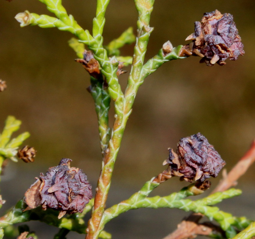 Image of Chamaecyparis thyoides specimen.