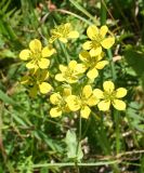 Bupleurum aureum subspecies porfirii. Соцветие. Восточно-Казахстанская обл., г. Риддер, окр. Малоульбинского вдхр., Россыпной Белок, возле Золотой горы, субальпийский луг. 28.07.2008.