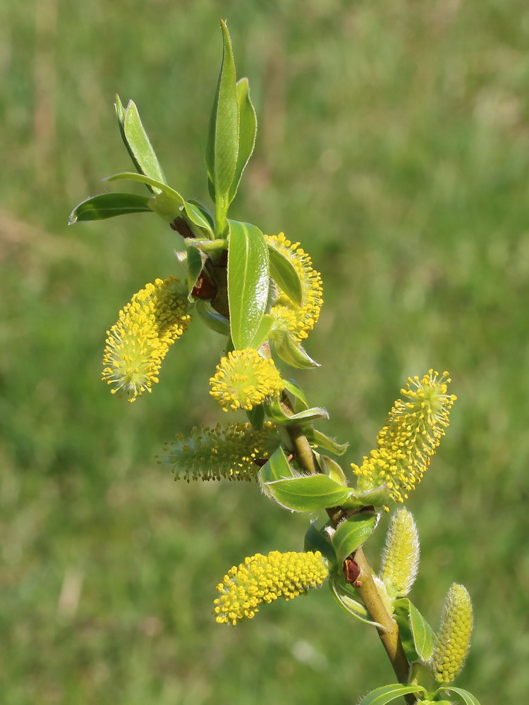 Image of Salix euxina specimen.