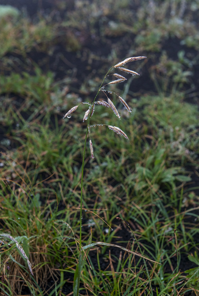 Image of Bromopsis pumpelliana specimen.