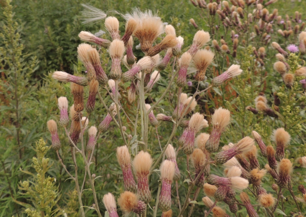 Image of Cirsium arvense specimen.