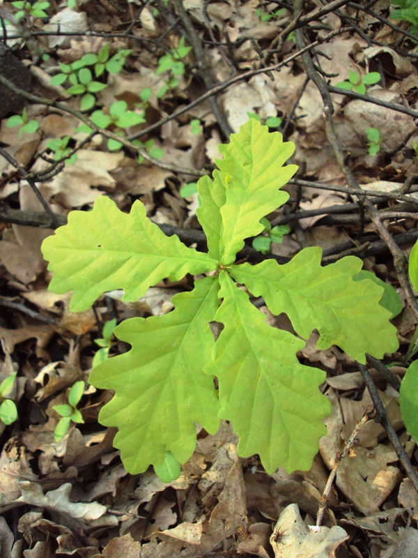 Изображение особи Quercus robur.