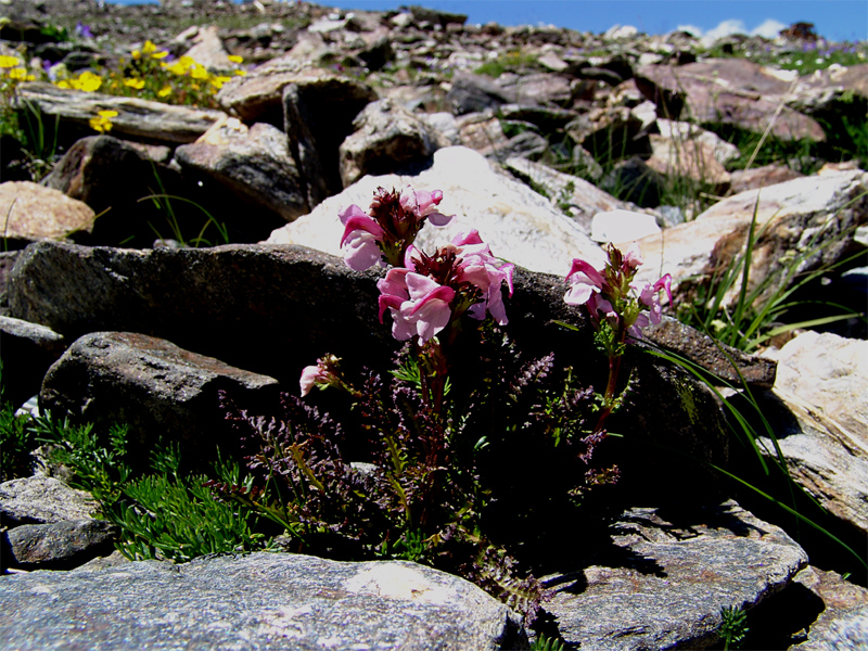 Изображение особи Pedicularis nordmanniana.