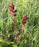 Orobanche gracilis