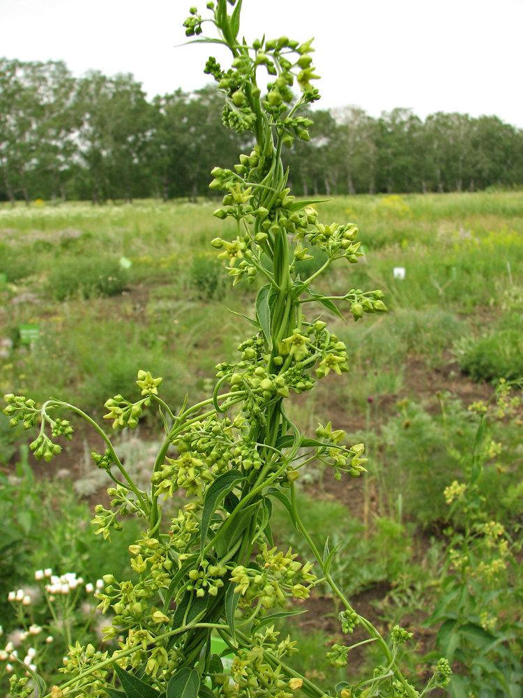 Image of Vincetoxicum flavum specimen.