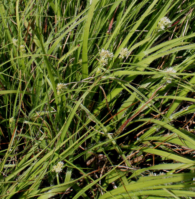 Image of Luzula nivea specimen.