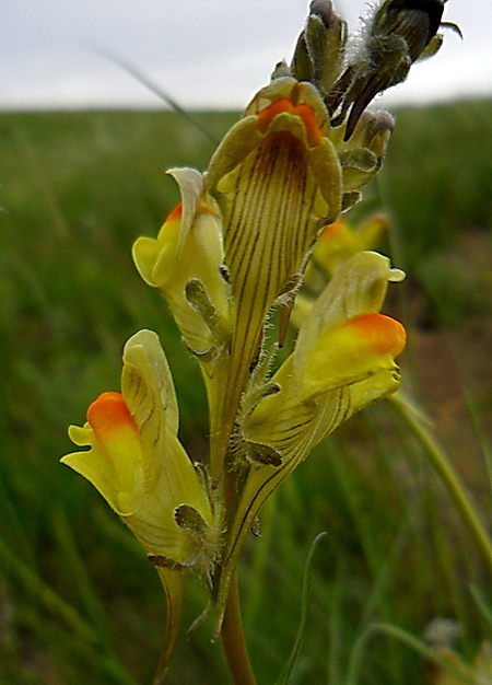 Изображение особи Linaria macroura.