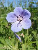 Geranium pratense. Цветок. Украина, Львовская обл., Дрогобычский р-н, г. Трускавец, Центральный парк Адамовка. 10.06.2014.