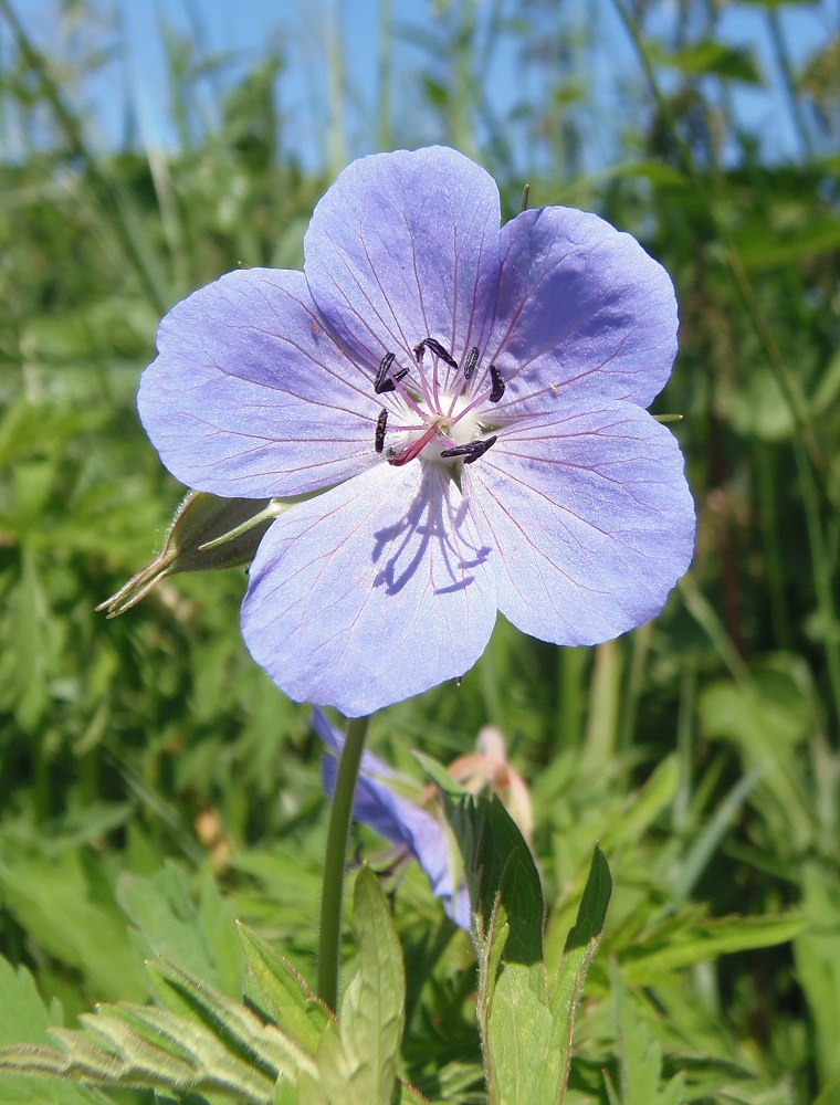 Image of Geranium pratense specimen.