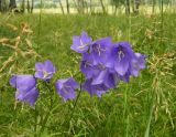 Campanula persicifolia