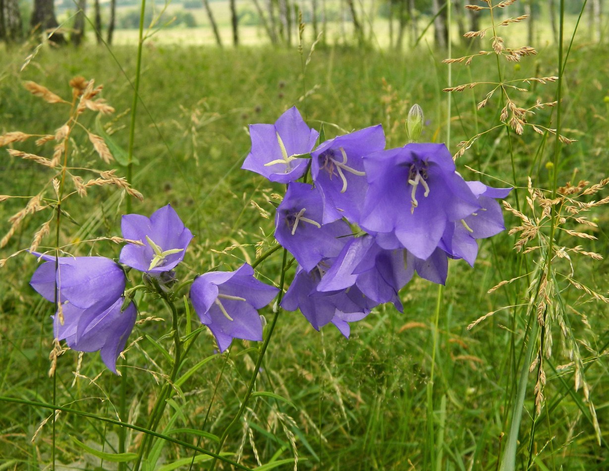 Image of Campanula persicifolia specimen.