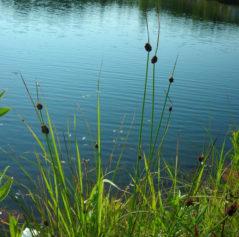 Image of Juncus conglomeratus specimen.