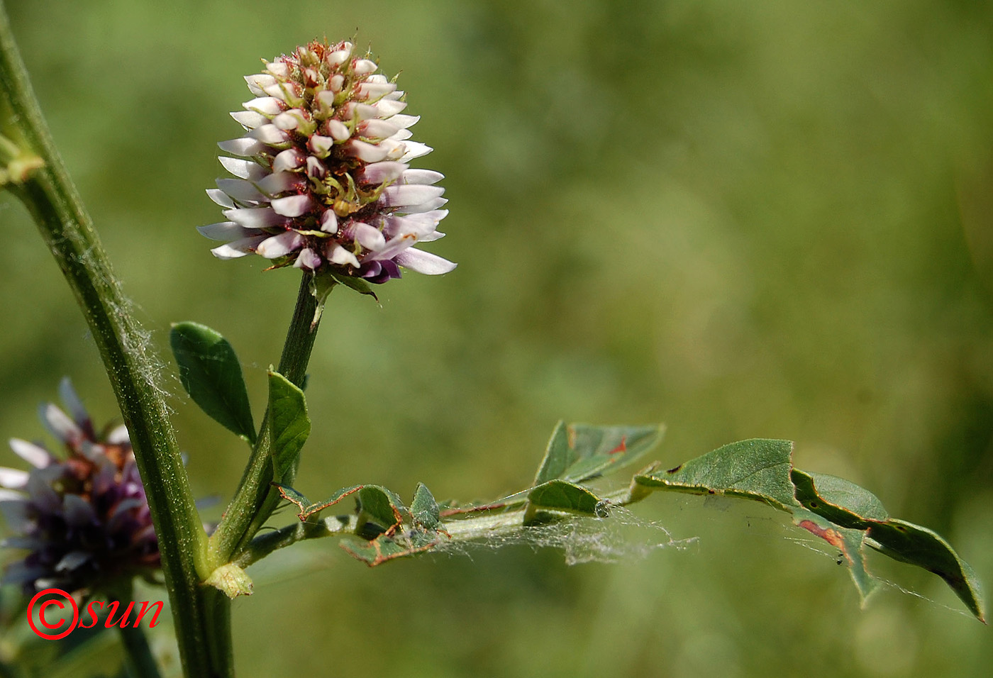 Изображение особи Glycyrrhiza echinata.