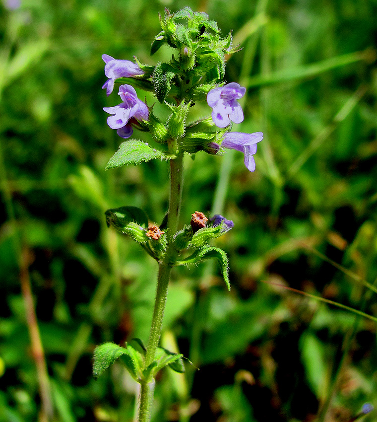 Изображение особи Ziziphora acinos.