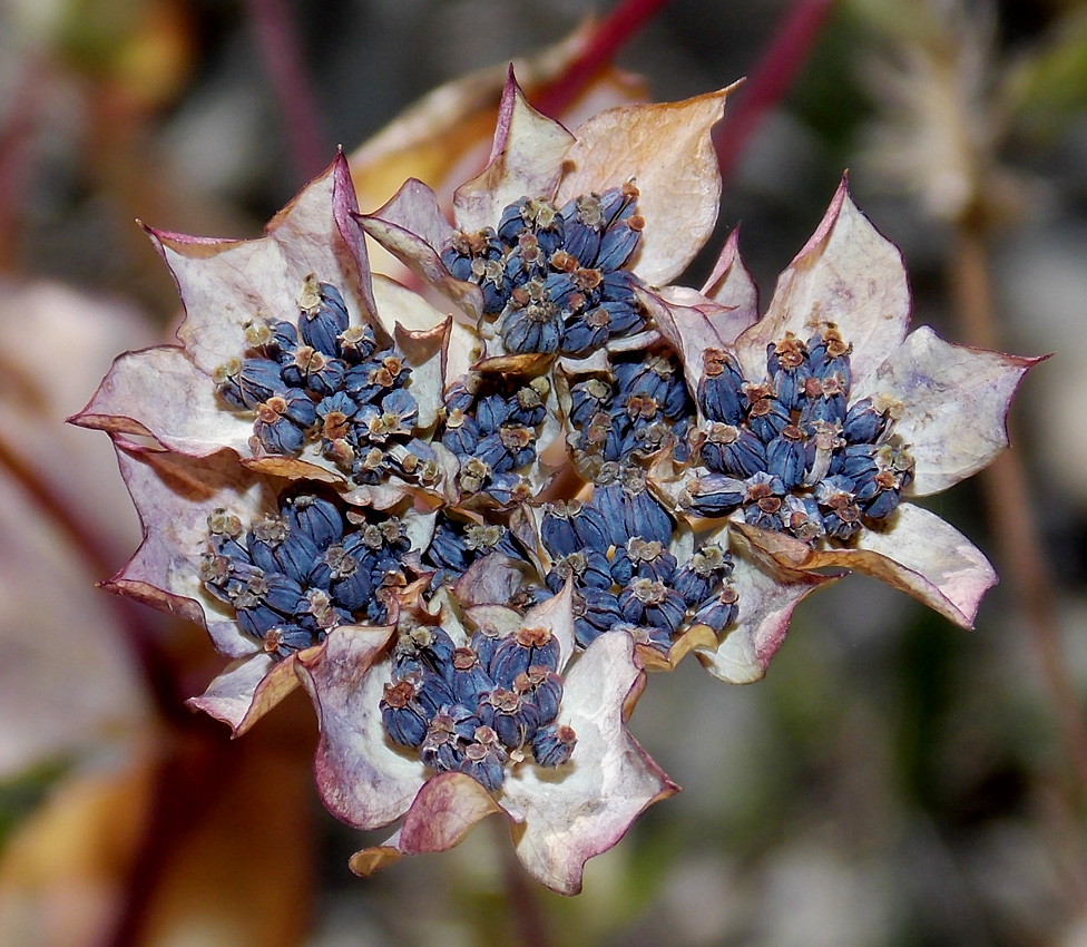 Изображение особи Bupleurum rotundifolium.