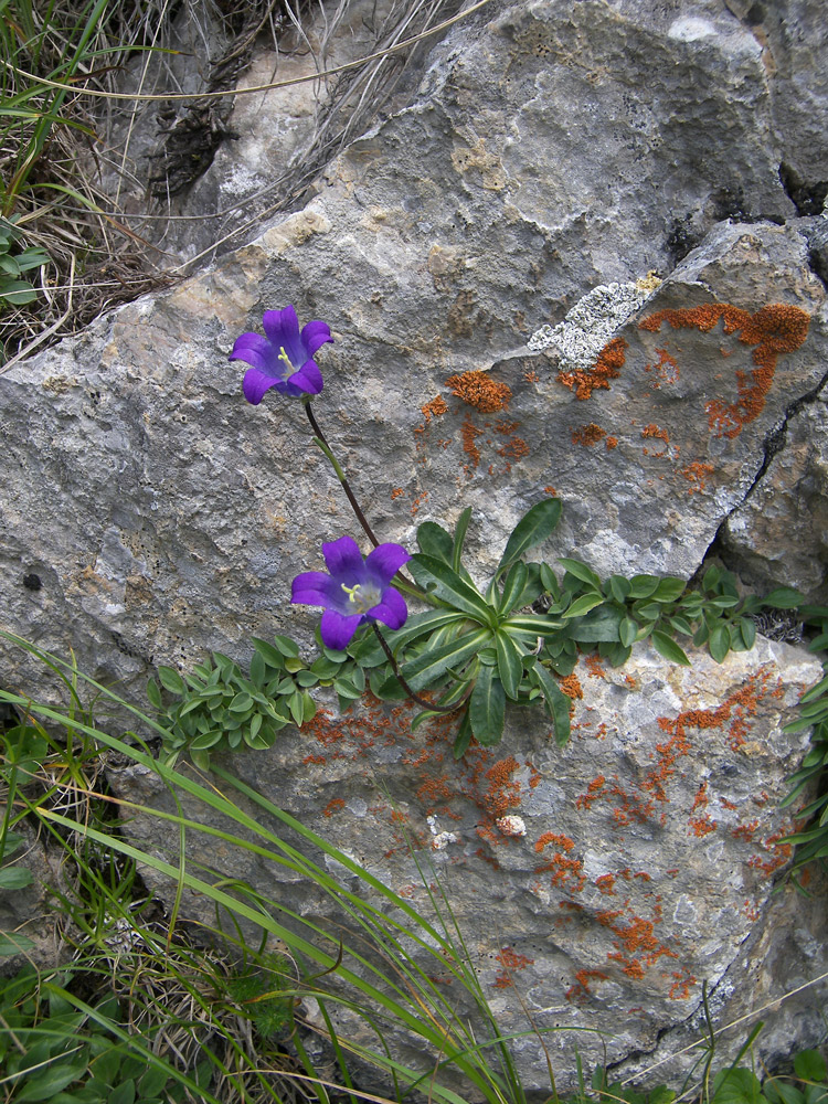 Image of Campanula ciliata specimen.