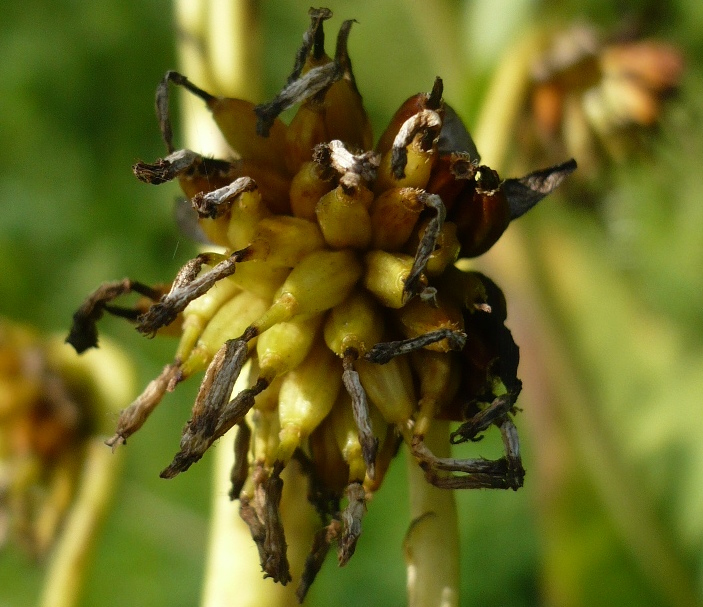 Изображение особи Ligularia glauca.