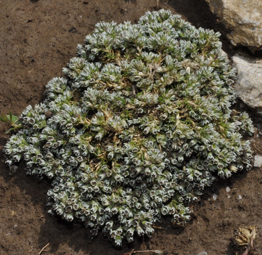 Изображение особи Scleranthus perennis ssp. marginatus.